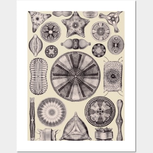 Ernst Haeckel Diatoms Lavender Gray Posters and Art